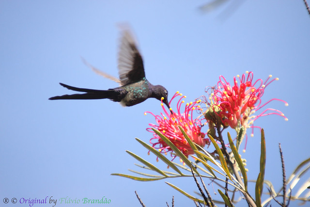 Série com Beija-flor Tesoura (Eupetomena macroura) - Series with the Swallow-tailed Hummingbird - 08-04-2012 - IMG_7064