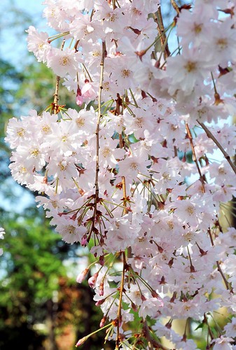 Weeping Cherry Tree | Photos of the Weeping Cherry Tree in o… | Flickr