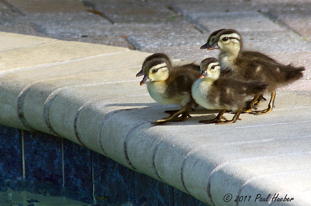 Wood Duck female and babies in my pool (Aix sponsa)