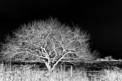 park county street trip travel family winter friends light party sky people blackandwhite bw usa white snow black tree nature monochrome t landscape geotagged fun photography nikon raw day unitedstates tn natural photos tennessee january scenic pasture photograph land reverse williamson shape geotag inverse 2012 day147 week21 2011 d90 southernbreeze