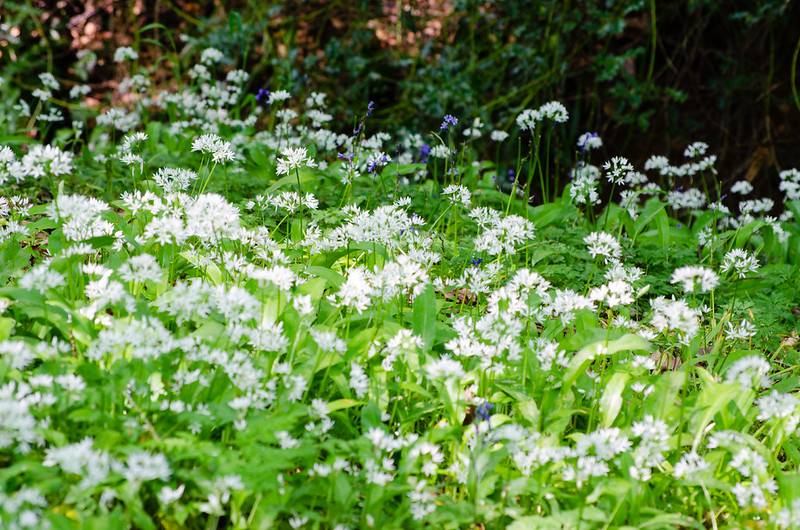 Wild garlic, Cotwall End