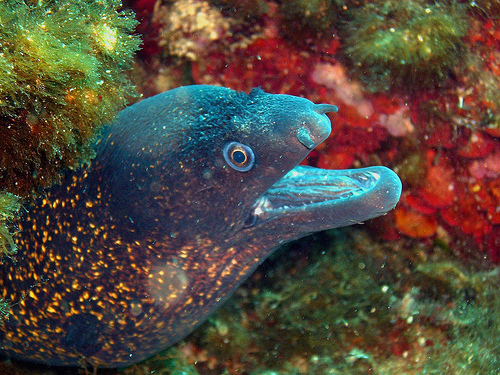 Diving Malesia