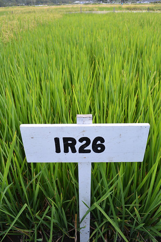 IRRI Rice Varieties | Flickr