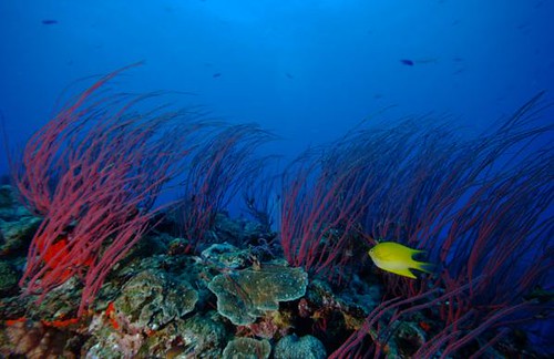 Grande Terre - Nuova Caledonia