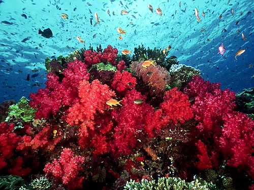Fiji