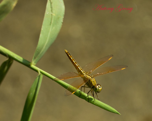 nature dragonfly cochin backwaters backwatersofkerala varapuzha keralalwildlife