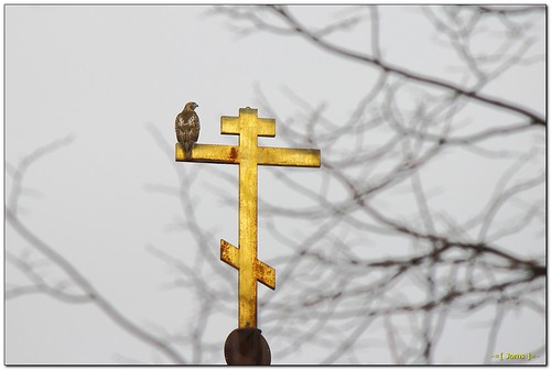 bird church animal canon cross hawk wildlife t3 framing immature juvenile redtailedhawk x50 1100d
