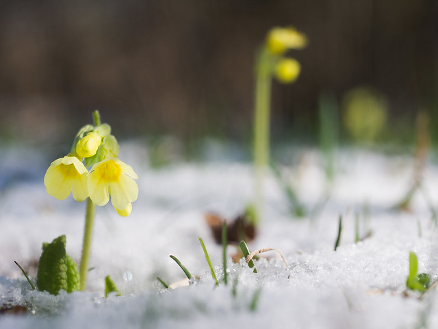 Snow Schnee Hohe Schlüsselblume Primula elatior True Oxlip