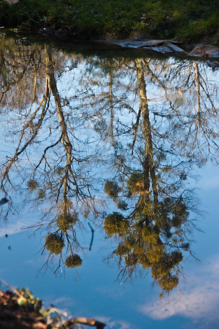 Refelction of Trees in the water @ The Rye, High Wycombe, Bucks
