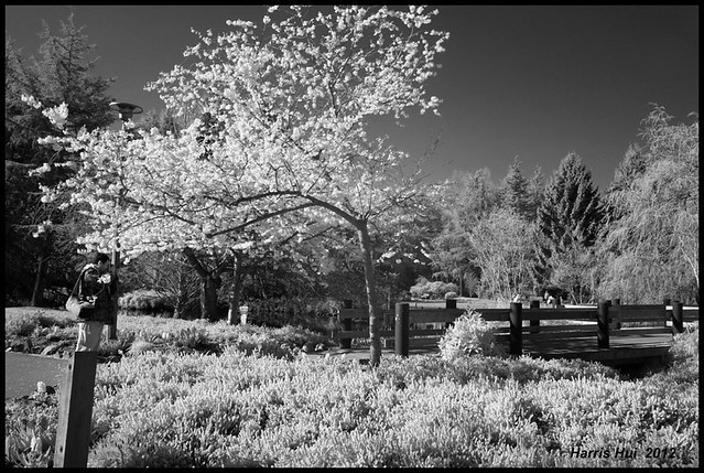 Photographer As Part Of The Scene - IR Cherry Blossoms Minoru Park X0451e