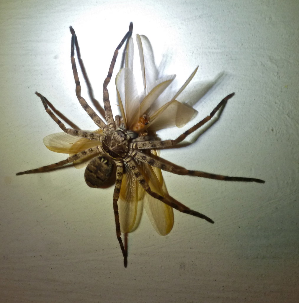 Huntsman spider | Anyone know where this spider is posted th… | Flickr