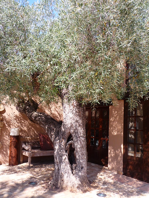 Olive tree in an old finca in Spain