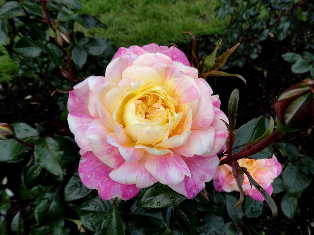 A Rose in the International Rose Test Garden, Portland, Oregon
