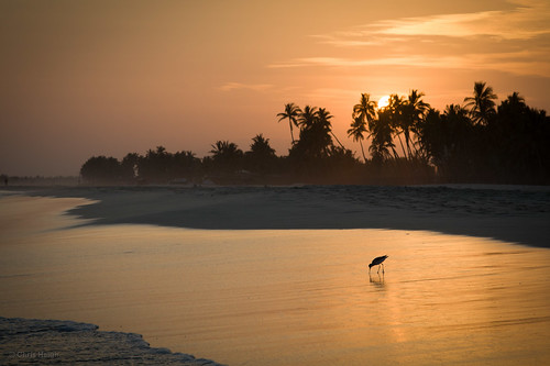 sunset bird beach expedition feeding middleeast oman wading 2012 salalah bbpc butteredbadgerpotholingclub