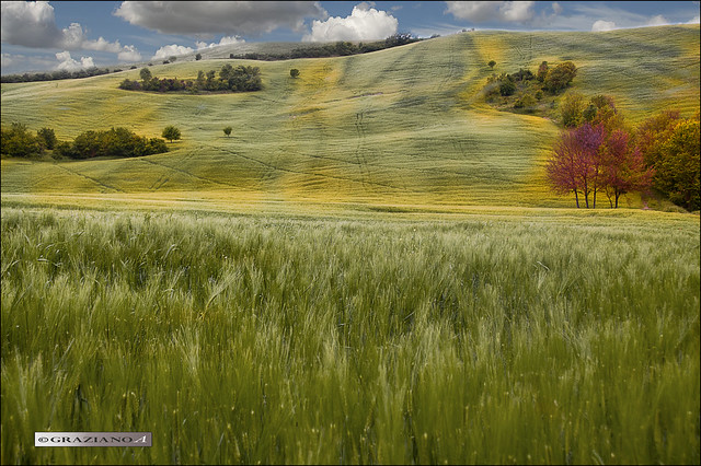 Colored landscape