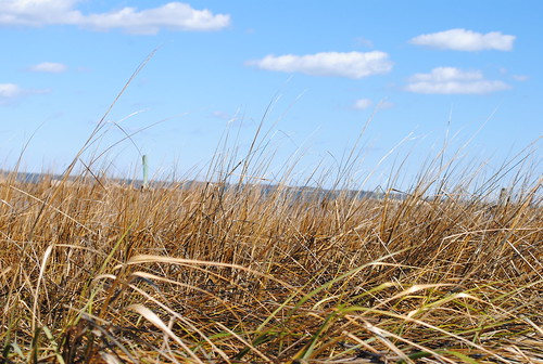 statepark park sky beach grass bay sand marsh delaware delawarestatepark marshgrass holtslandingstatepark holtslanding sussexcountyde inlandbay millvillede