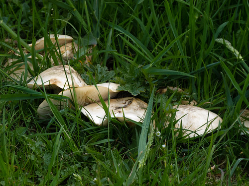 St George's mushrooms