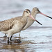 Flickr photo 'Bar-Tailed Godwits' by: 0ystercatcher.
