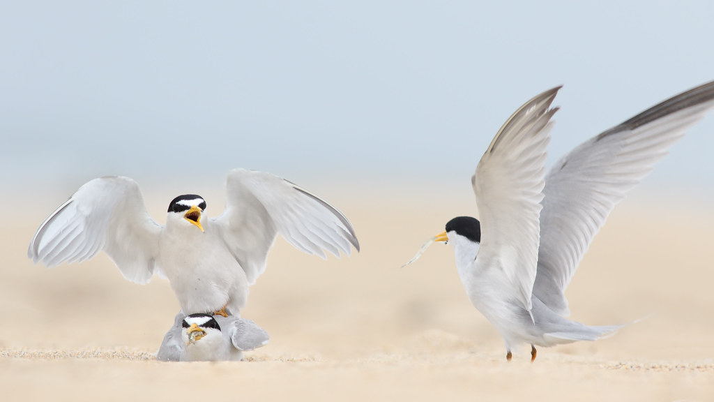 Least Tern Courting/Mating Series 10/10