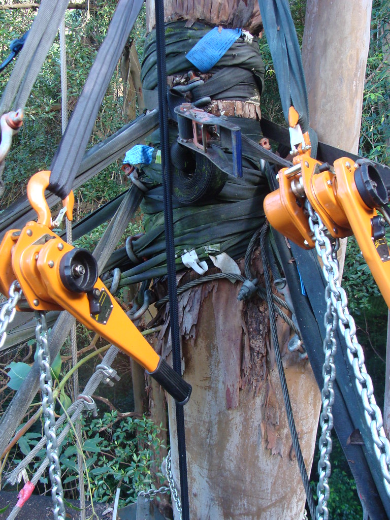 Tree Angel Rigging Point Detail of what the show needs ! | Tri Point Rigging Services… | Flickr
