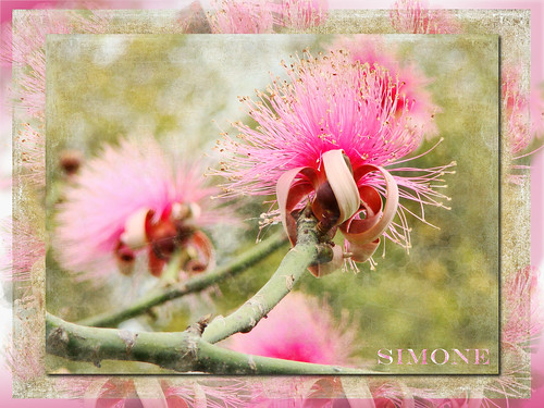 travel pink flowers flower tree green texture fleur photoshop spring digitalart frame vacations southflorida shavingbrushtree 20120329southflorida