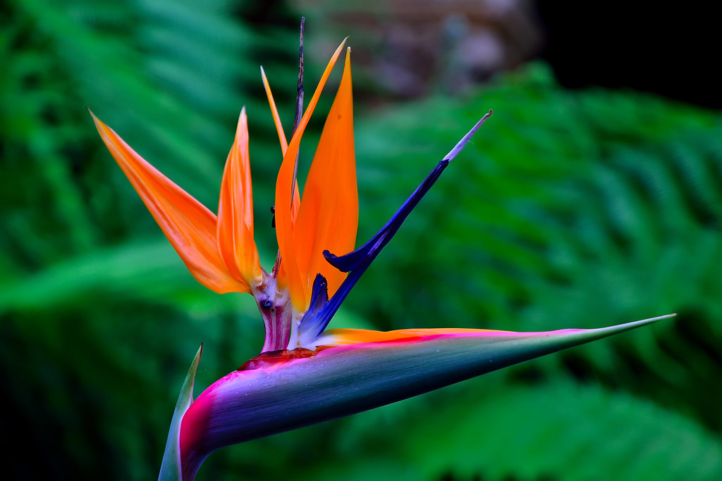 Bird of Paradise flower - Sidbury Manor, UK | [DSC_053] | OneTrack | Flickr