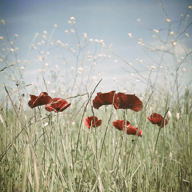 red poppies, green field, blue sky