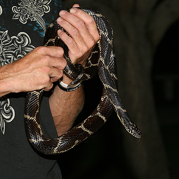 Eastern King Snake Found Outside City Park Pavillion