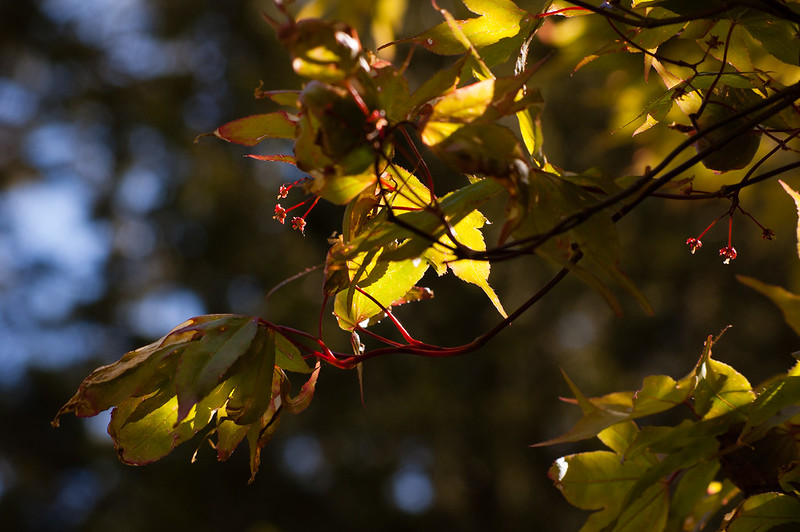 Japanese acer leaves and flowers