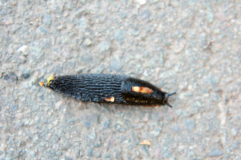 Slug