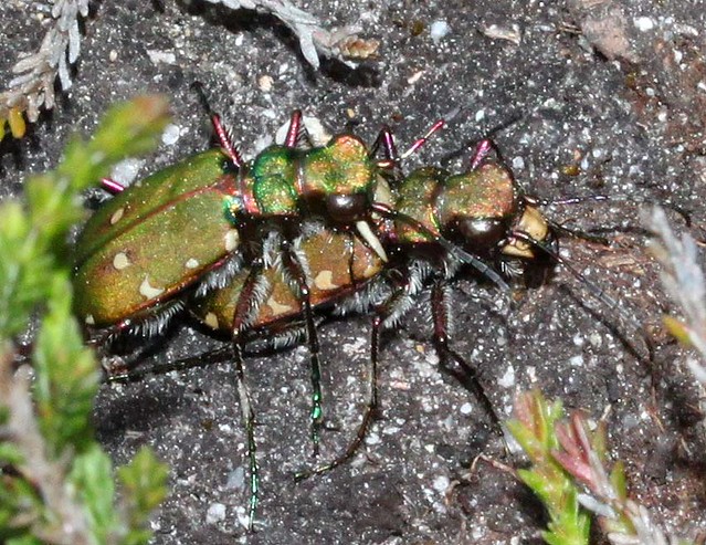 tiger beetles  Cicindela  campestris   cicindelinae carabidae
