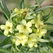 Flickr photo 'Western Gromwell - Lithospermum ruderale' by: MT Lynette.