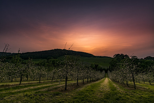 trees sunset landscape blossom orchard hills worcestershire