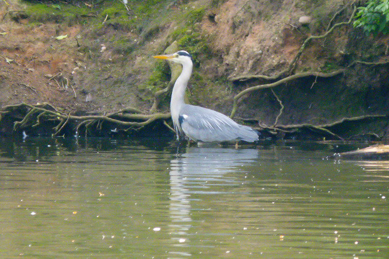 Hunting, catching: heron after prey, West Park