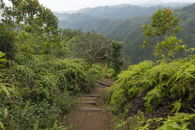 The Kuliouou Ridge Trail Oahu