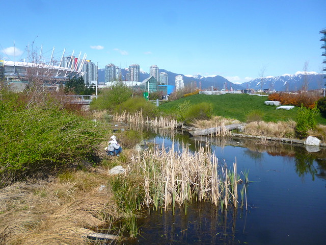 Vancouver: Hiding in the Reeds