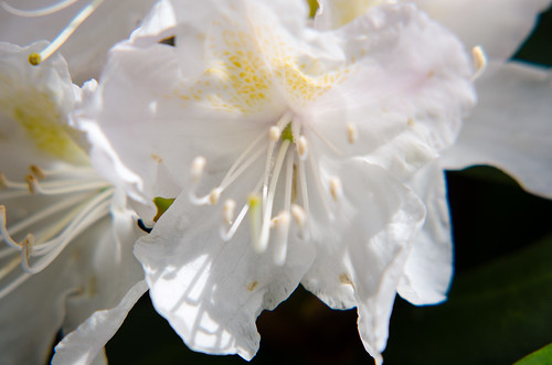 Rhodedendron flower