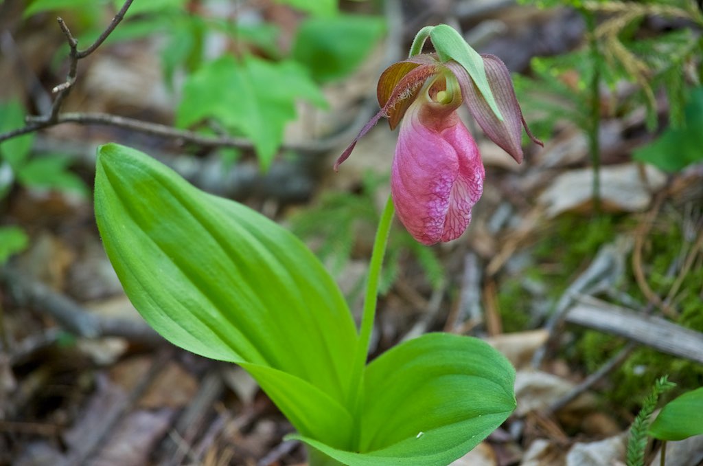Lady's Slipper, Native - Pink and White Showy | Friends School Plant Sale