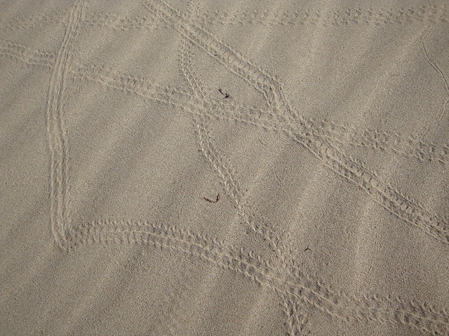passi sulla sabbia