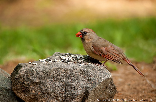 Female Cardinal #1