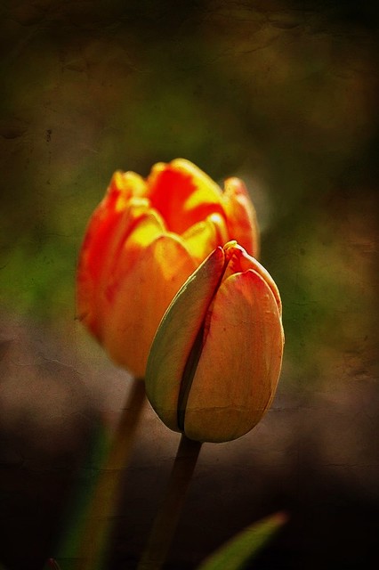 Tulip season