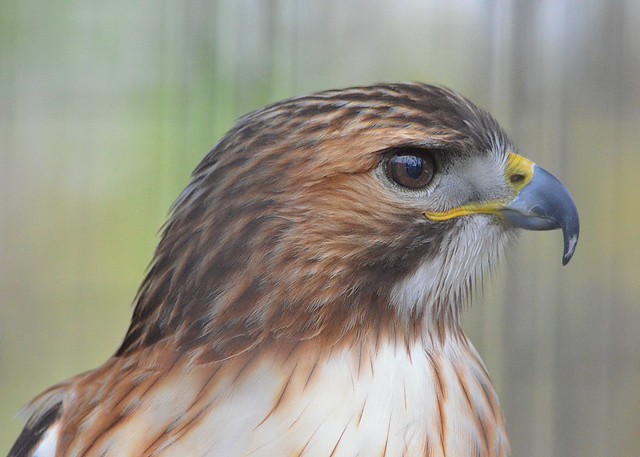 river trail nature center, april 15, 2012, red tailed hawk 7 5x7 bp