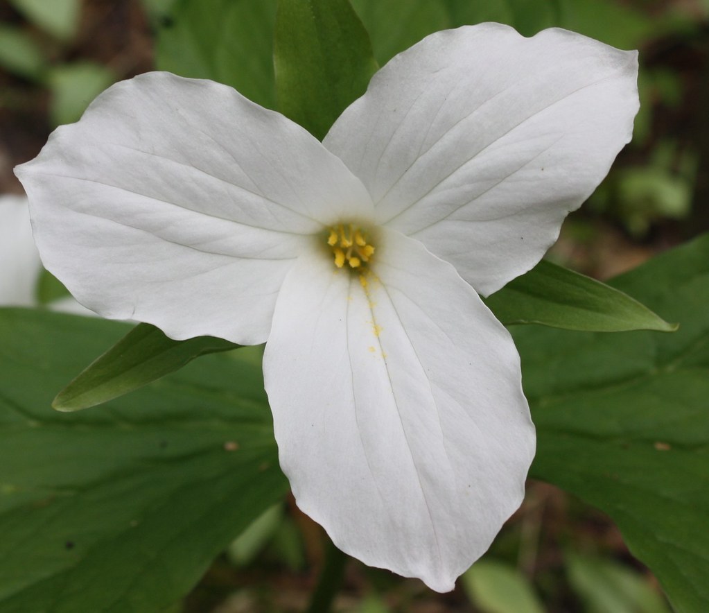 White Trillium | We went for a walk in some nearby woods and… | Flickr