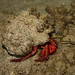 Flickr photo 'Paguridae>Pagurus hemphilli Maroon Hermit crab IMG8571' by: Bill & Mark Bell.