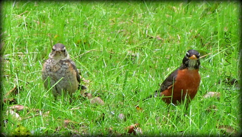 bird robin birds americanrobin