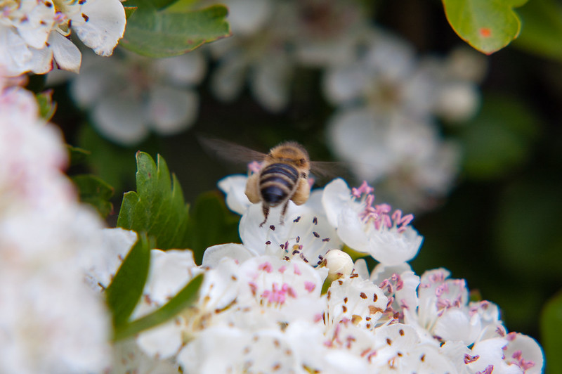 Bee on hawthorn flowers