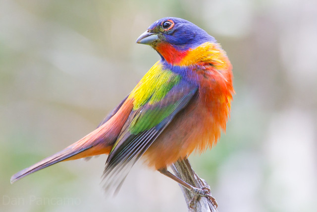 Painted Bunting  - Texas Guadalupe State parK
