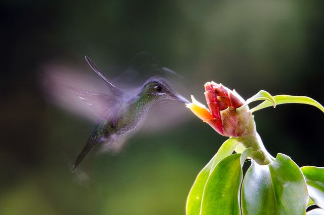 In Costa Rica, the hummingbirds are so fast that …..