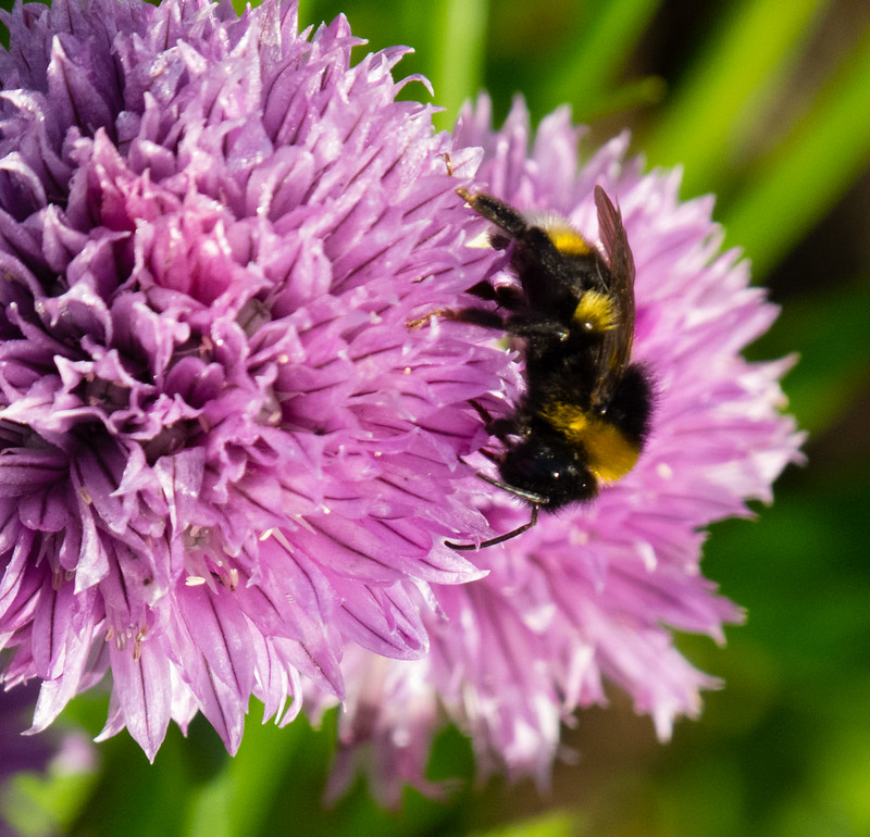 Bee gathering nectar from chive flowers