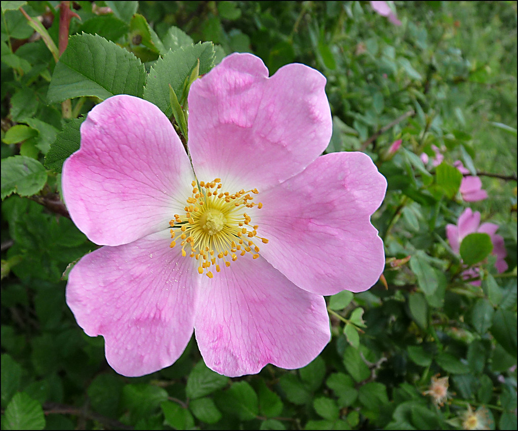 Wild Rose | Wild roses in the hedgrows are so beautiful now.… | Flickr